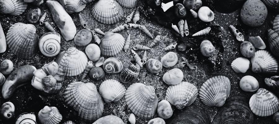 Shells on a beach