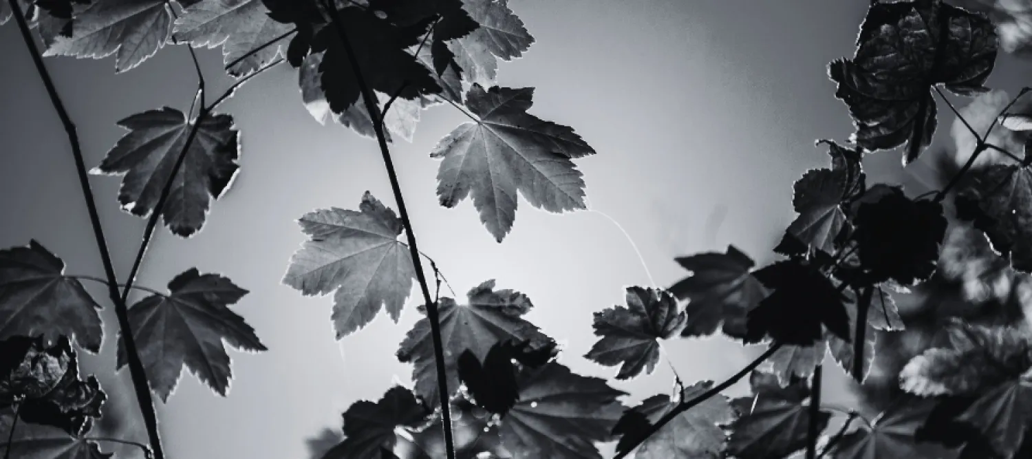 Branches with leaves on them