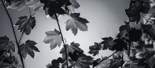 Branches with leaves on them