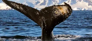 Whale 