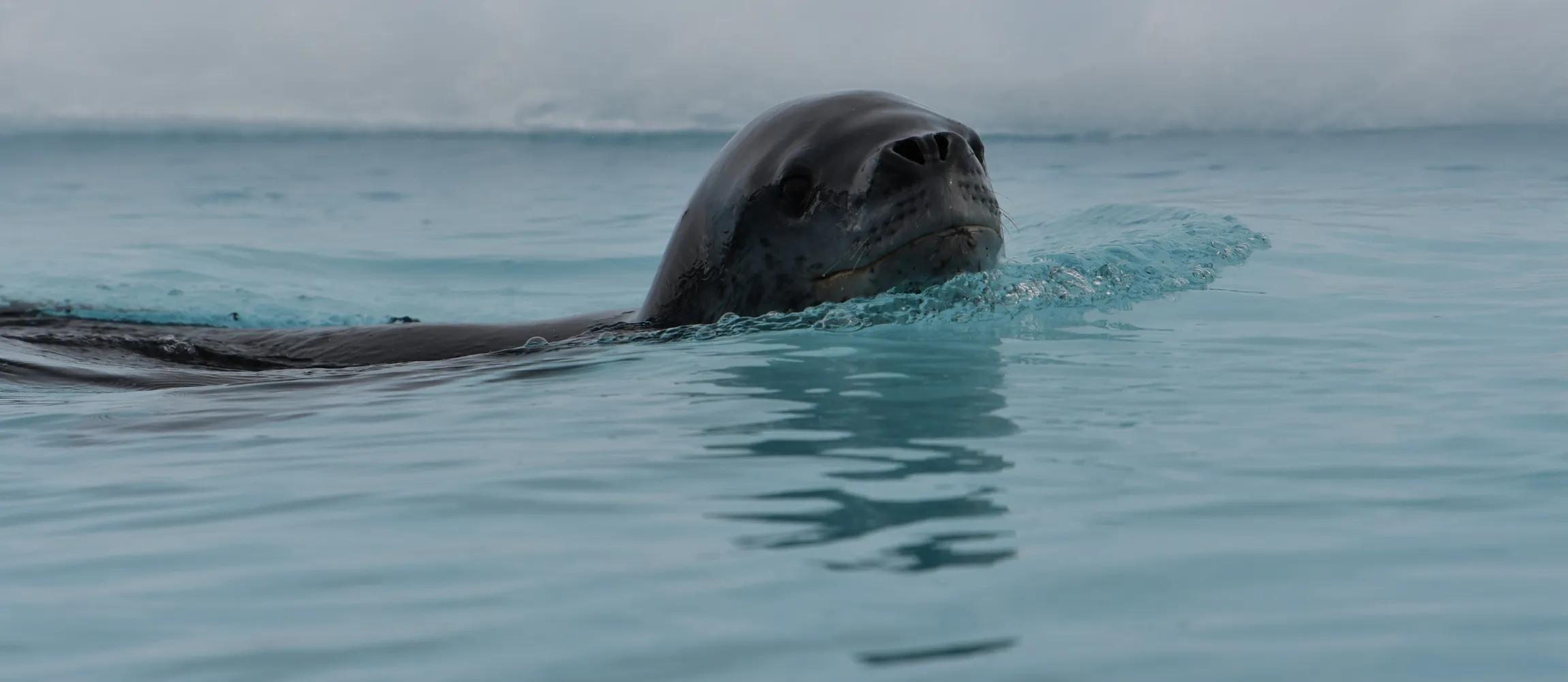 SEAL