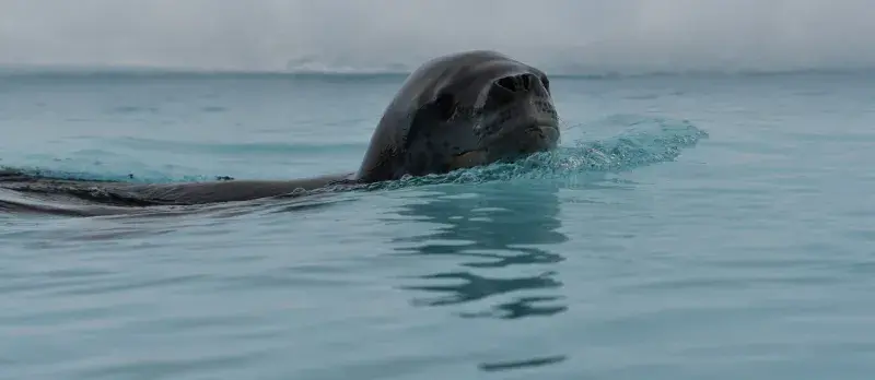 SEAL