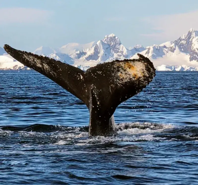 Whale 